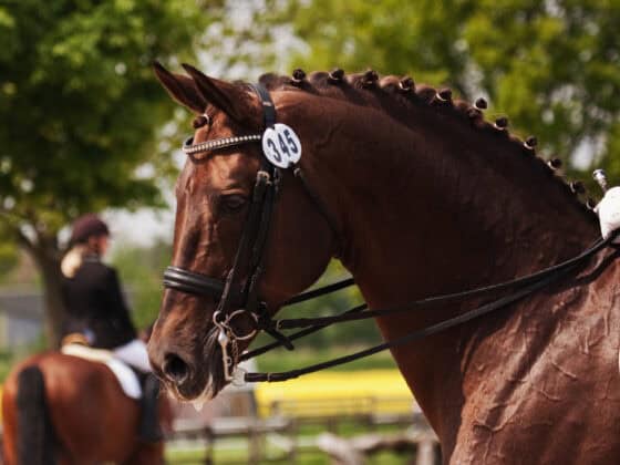 Swiss Equestrian hat ein neues Prüfungsformat! Beim Kombinierten Richten sollen Lektionen und Harmonie gleichermaßen wichtig sein. © Adobe Stock