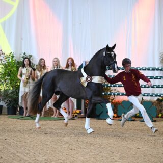 Astrid Neumayer war der DSP-Siegerhengst v. Bonds x Goldberg 770.000 Euro wert! © Hubert Fischer