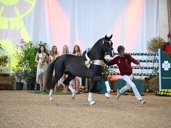 Astrid Neumayer war der DSP-Siegerhengst v. Bonds x Goldberg 770.000 Euro wert! © Hubert Fischer