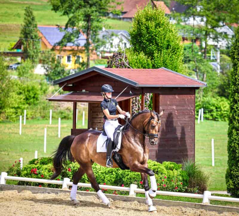 Drei AWÖ-Pferde sind für die Weltmeisterschaft der jungen Dressurpferde in Verden nominiert. © AWÖ | Heimo Kendlbacher