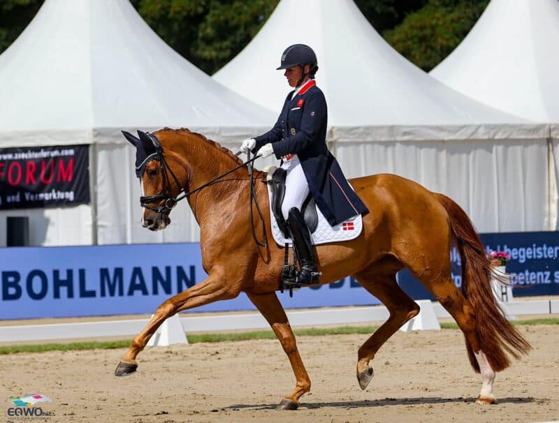 Die heuer siebenjährige DWB-Stute Quinn G wurde zum dritten Mal in Folge Weltmeisterin der jungen Dressurpferde. © EQWO.net | Petra Kerschbaum