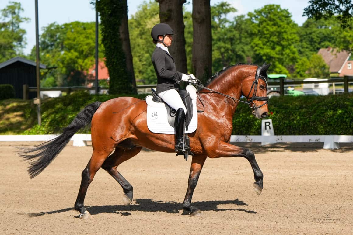 Der im Besitz der Familie Jöbstl stehende Hannoveraner Vitamin B ließ sich in Verden noch zu sehr von der Kulisse ablenken. © Julia Fiona Haidvogel Photography