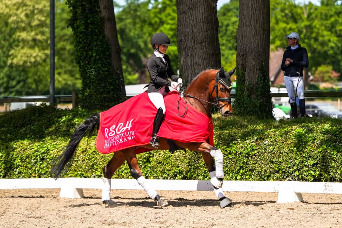 Der im Besitz der Familie Jöbstl stehende Hannoveraner Vitamin B ließ sich in Verden noch zu sehr von der Kulisse ablenken. © Julia Fiona Haidvogel Photography