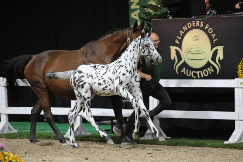 Rekord-Preisspitze durch Social-Media-Hype! Das gescheckte Springfohlen C-Bra wurde um 402.000 Euro verkauft. © Wendy Scholten