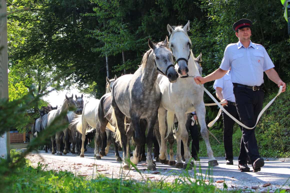 Piber Lipizzaner Almabtrieb in der Steiermark © Lipizzaner Heimat / Robert Cescutti