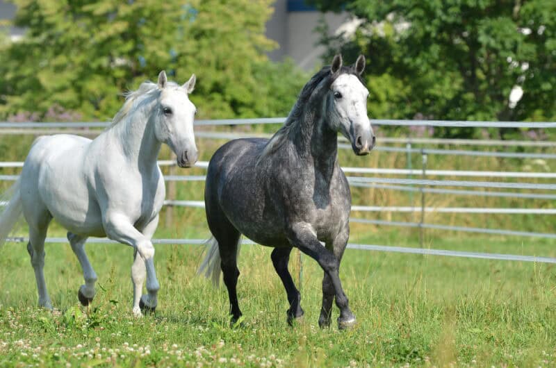 Almabtrieb der Lipizzaner in Piber. © Adobe