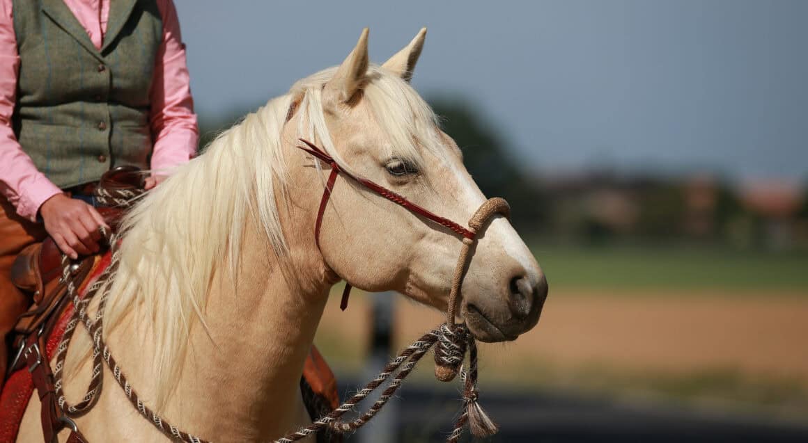 Ein Bosal ist eine gebisslose Zäumung, die im Natural Horsemanship verwendet wird. © Adobe: RD-Fotografie