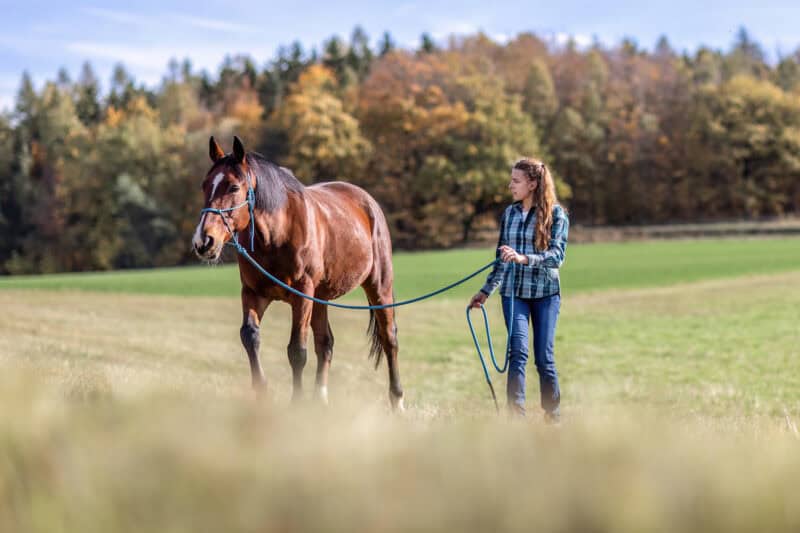 Natural Horsemanship als alternative Trainingsmethode zur klassischen Reitweise. © Adobe Stock: Annabella Gsödl