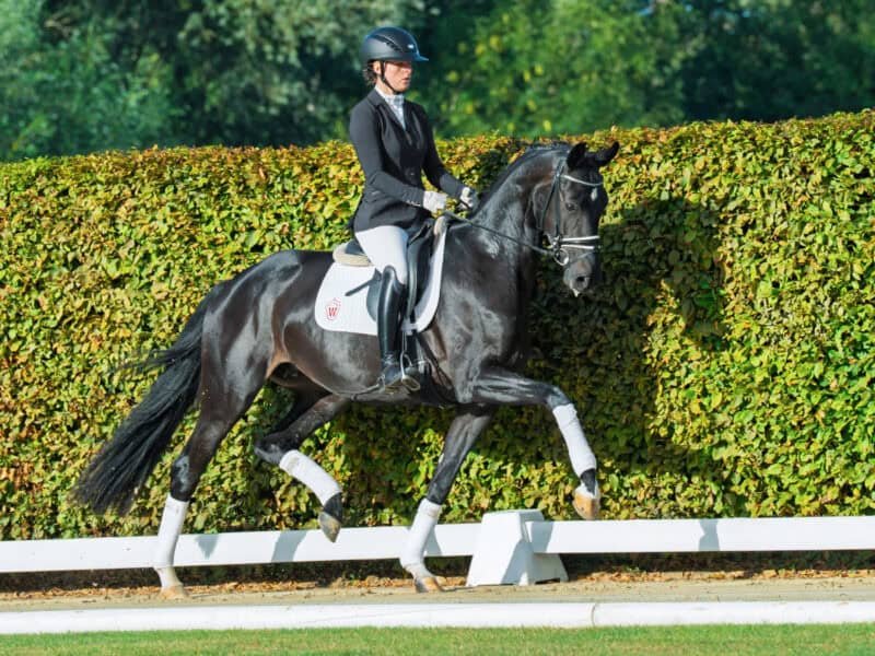 Neues Talent für Team Aubenhausen! Die vierjährige For Hope erzielte bei der Auktion 355.00 Euro. © Westfälisches Pferdestammbuch e.V.