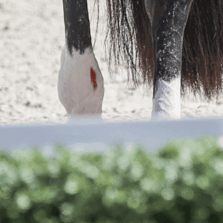 Die "Blood Rule" der FEI ließ bisher keinen Spielraum zu. Blut am Pferd bedeutete den Ausschluss. ©️ EQWO.net