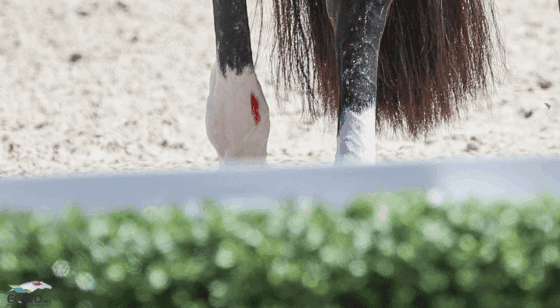 Die "Blood Rule" der FEI ließ bisher keinen Spielraum zu. Blut am Pferd bedeutete den Ausschluss. ©️ EQWO.net