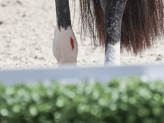Die "Blood Rule" der FEI ließ bisher keinen Spielraum zu. Blut am Pferd bedeutete den Ausschluss. ©️ EQWO.net