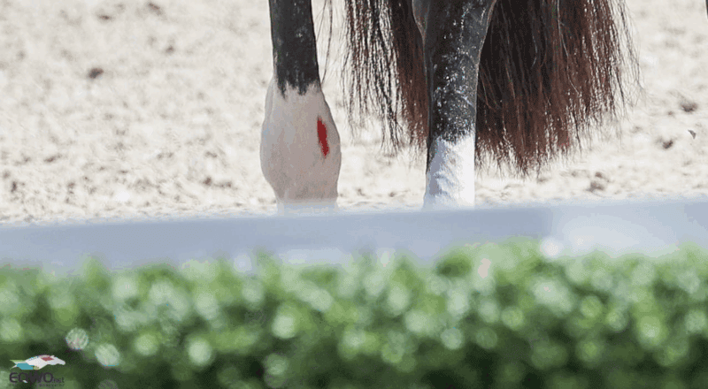 Die "Blood Rule" der FEI ließ bisher keinen Spielraum zu. Blut am Pferd bedeutete den Ausschluss. ©️ EQWO.net