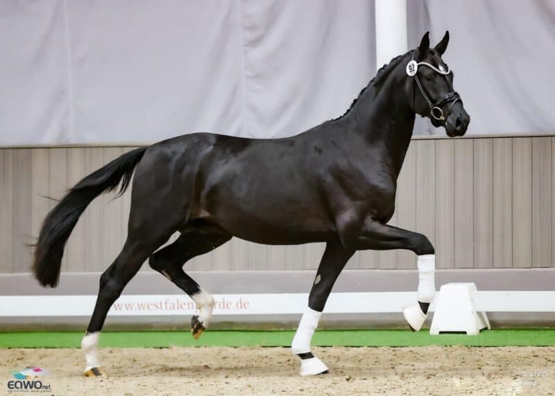 Das EQWO.net-Team fiebert mit: Ein Junghengst des Bonderas x San Amour beeindruckt in Westfalen! © Petra Kerschbaum