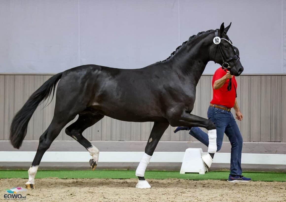 Bonderas San Amour Pascal Kandziora Westfalen 2025 © Petra Kerschbaum