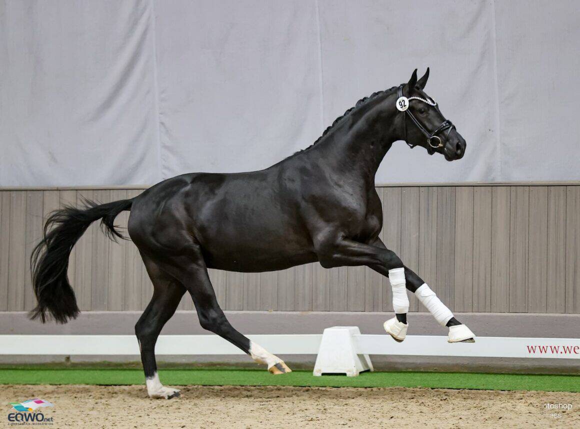 Bonderas San Amour Pascal Kandziora Westfalen 2025 © Petra Kerschbaum