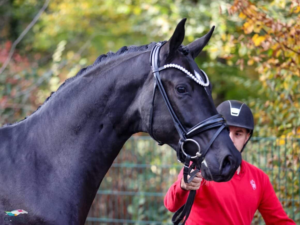 Bonderas San Amour Pascal Kandziora Westfalen 2025 © Petra Kerschbaum