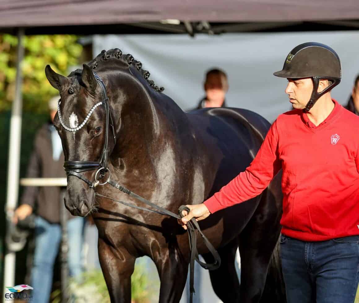 Bonderas San Amour Pascal Kandziora Westfalen 2025 © Petra Kerschbaum