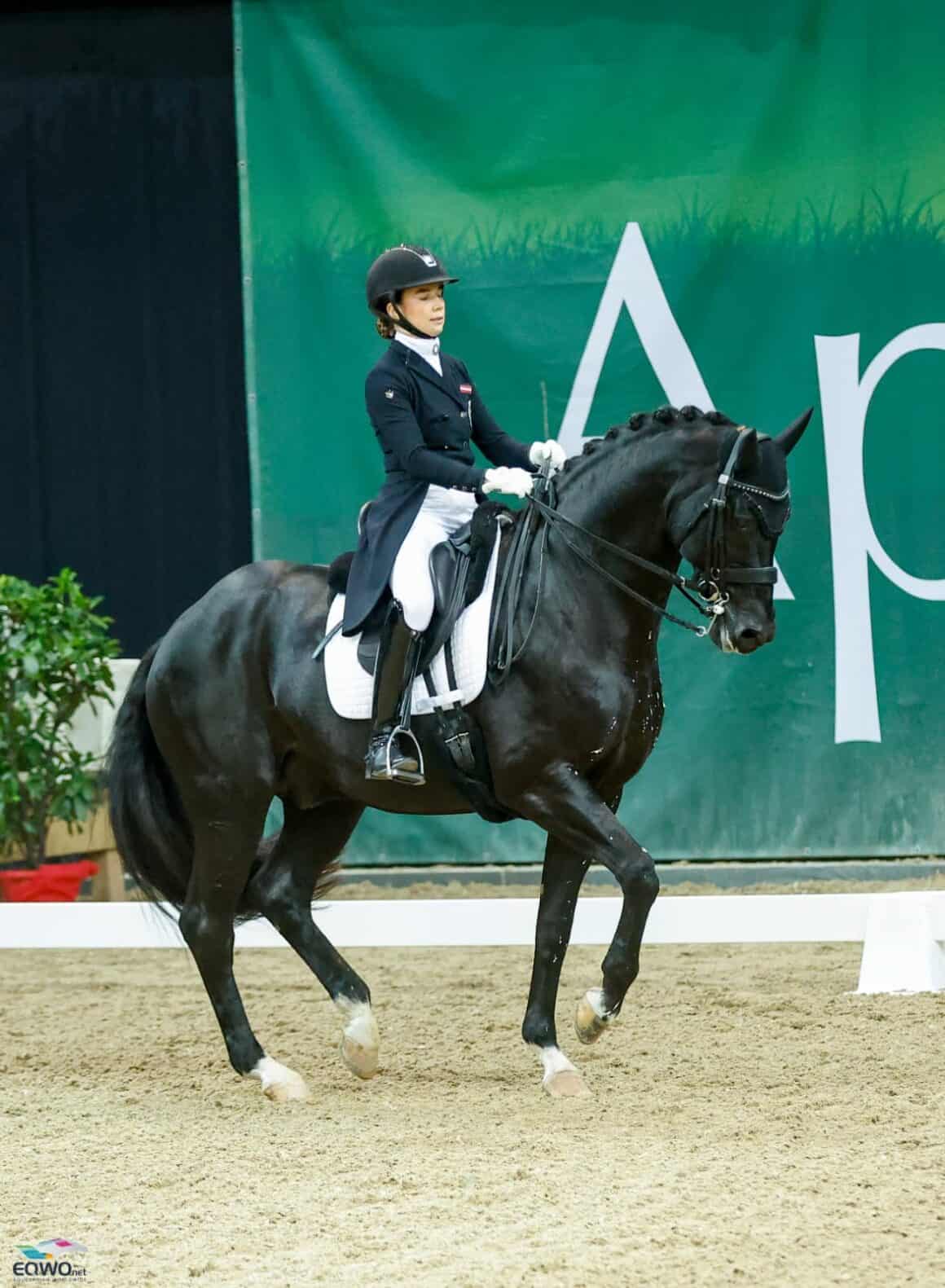 Felicita Simoncic (W) und Four Legends geben in Wr. Neustadt ein Spitzen-Debüt. © EQWO.net | Petra Kerschbaum