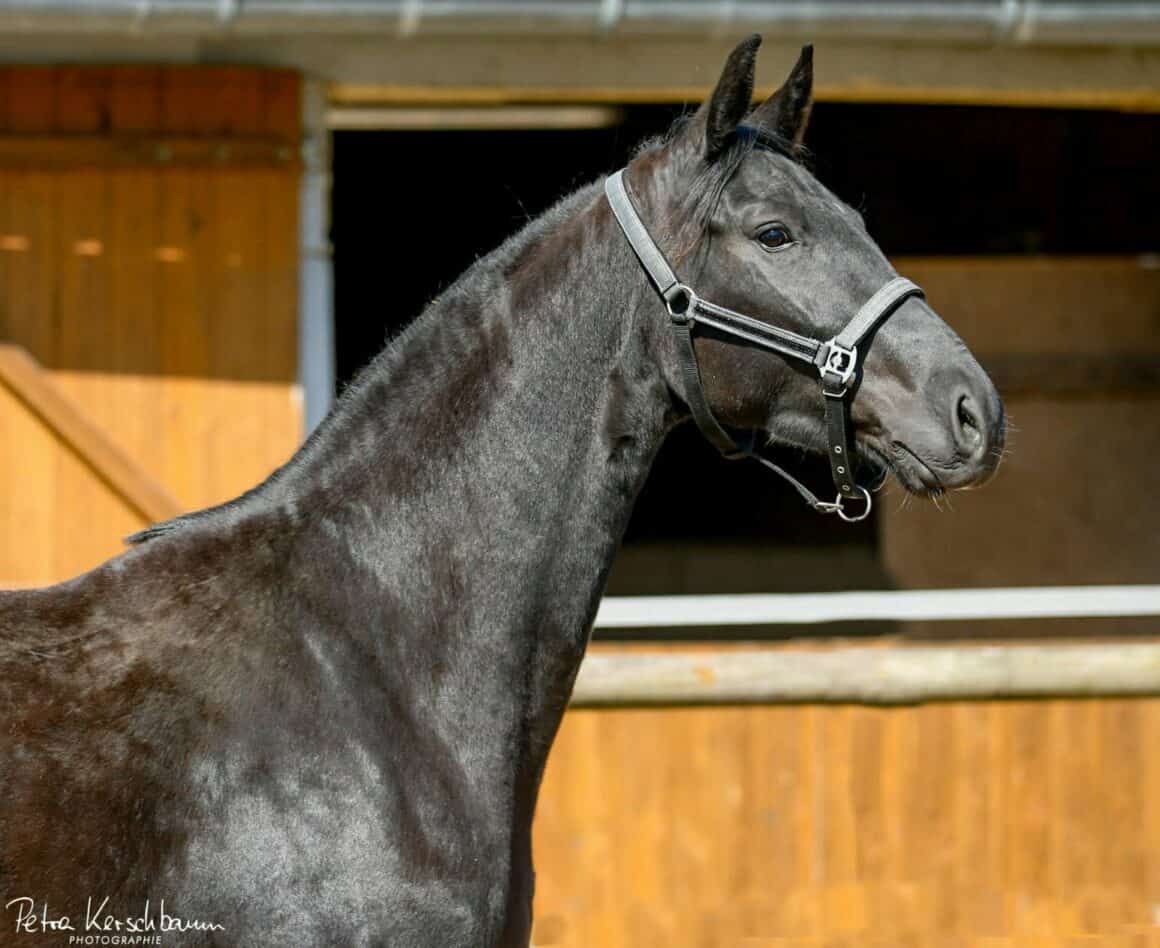 Santje v. San Amour x Depardieu x Disput