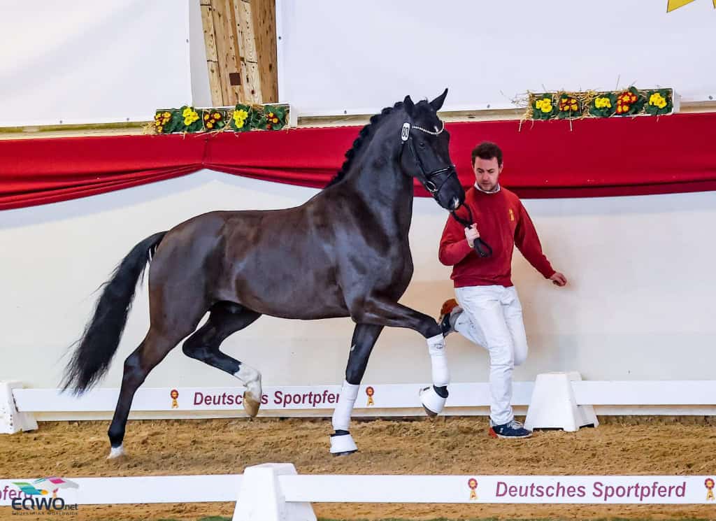 Der gekörte DSP-Hengst v. Totals – Bordeaux wurde zu einem Spitzenpreis von 181.000€ im Jahr 2022 ersteigert. © Petra Kerschbaum