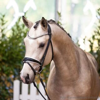 Buckskin-Hengst "Just Champagne" trägt das wertvolle Creme-Gen und kann dieses auch weitervererben. © Hannoveraner Verband