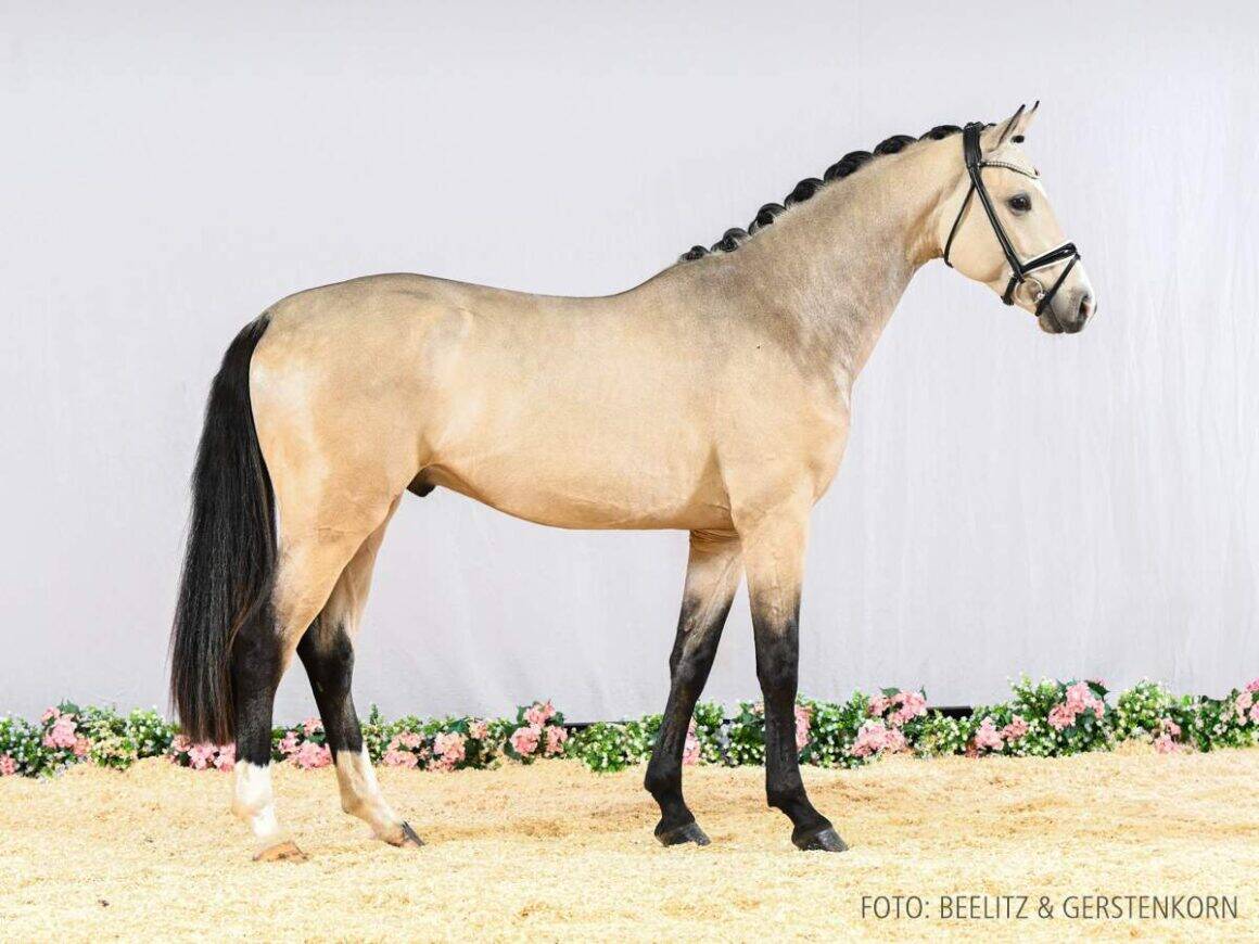 Buckskin-Hengst Just Champgane v. Just Wimphof Ursula Kasberger © Beelitz & Gerstenkorn