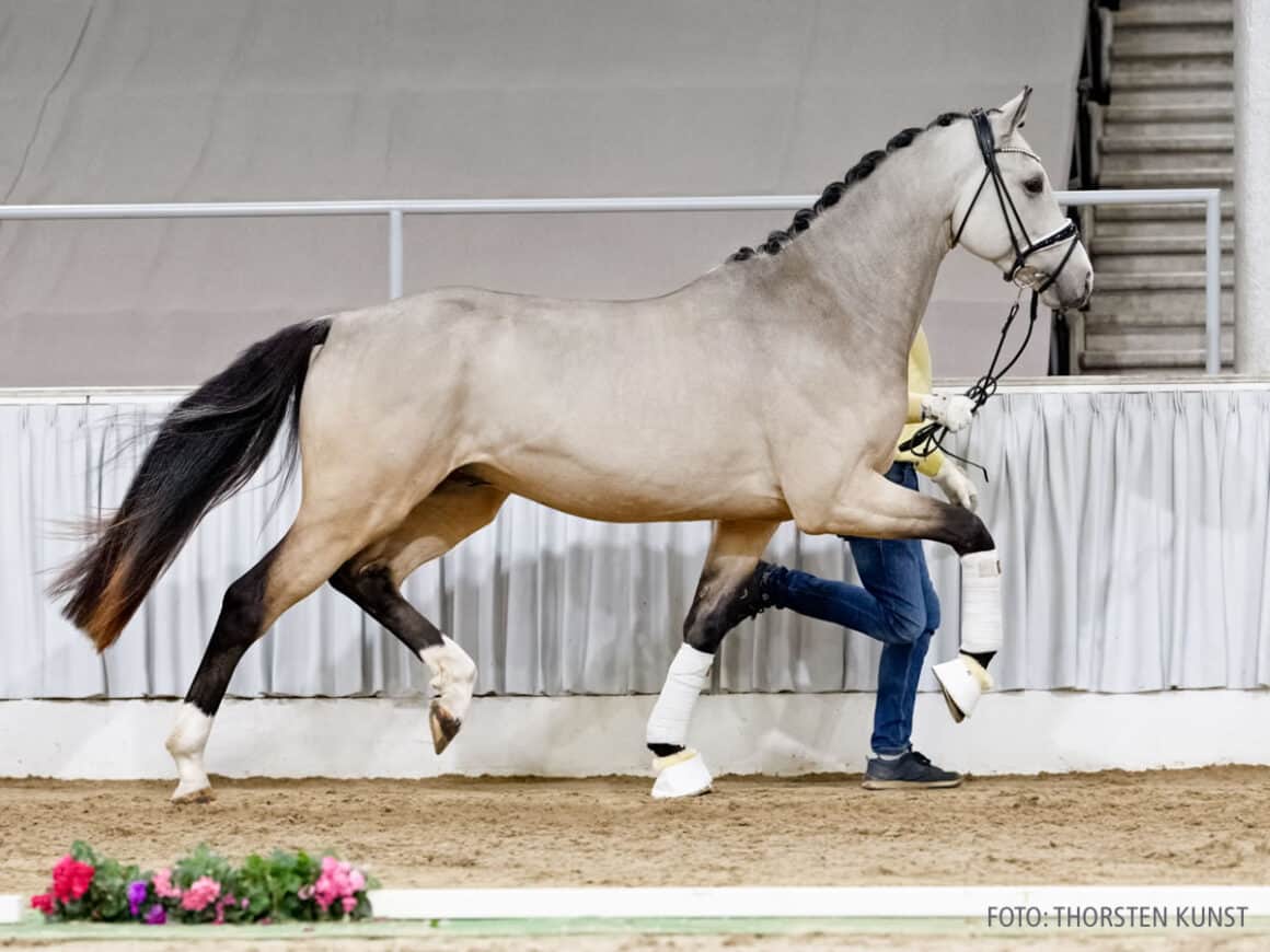 Buckskin-Hengst Just Champgane v. Just Wimphof Ursula Kasberger © Thorsten Kunst