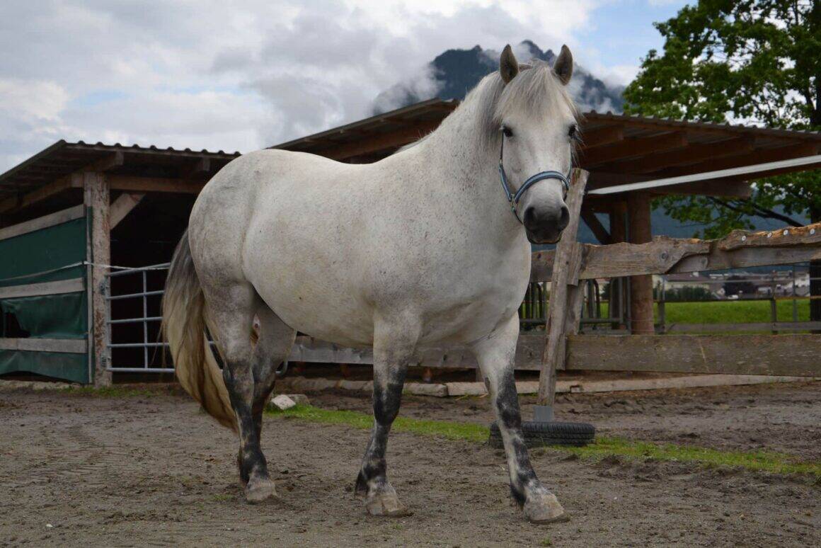 Mariposa leidet unter starkem Übergewicht. © OeTV