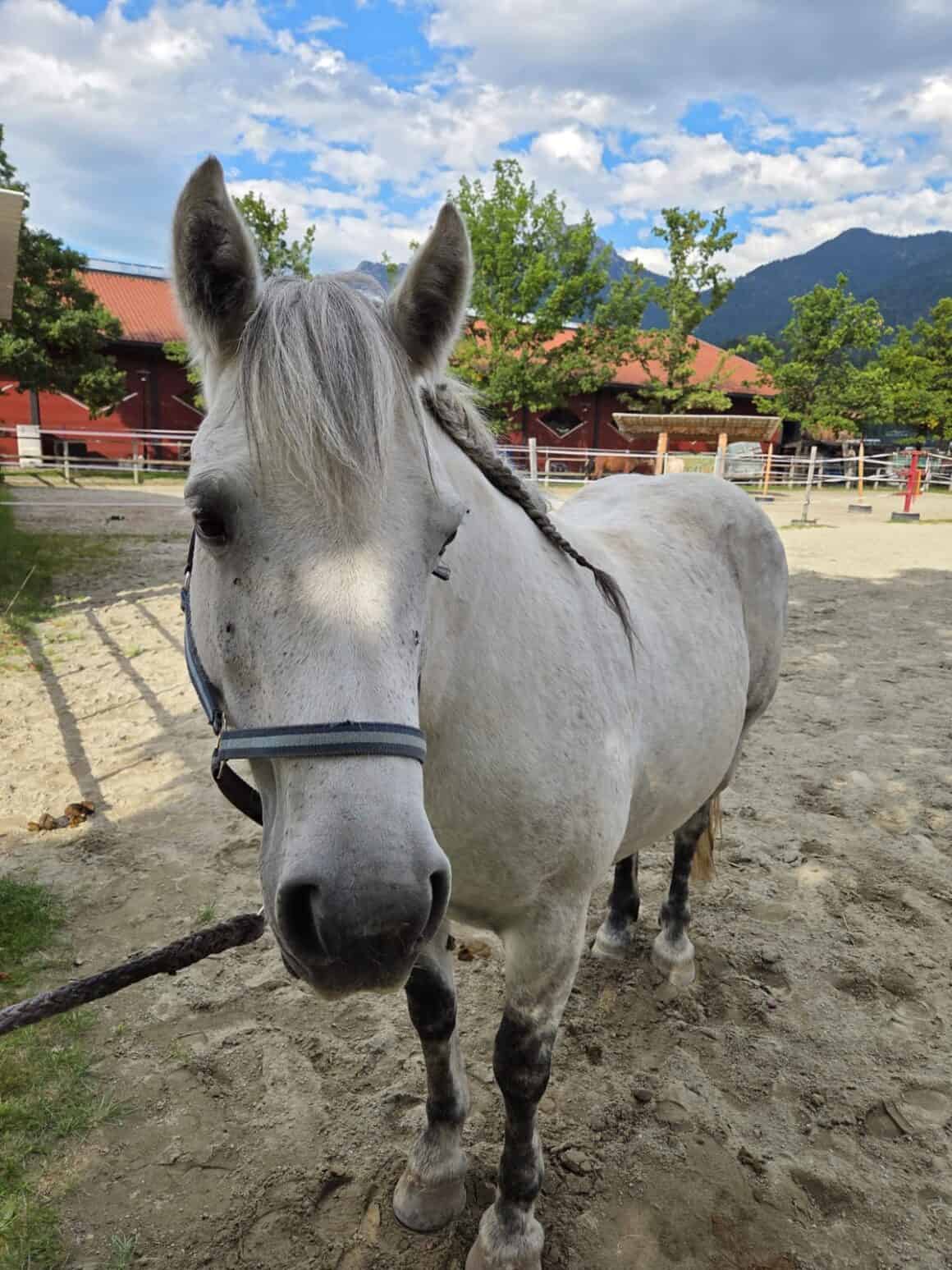 Schimmelstute Mariposa mit nahezu Idealgewicht. © OeTV
