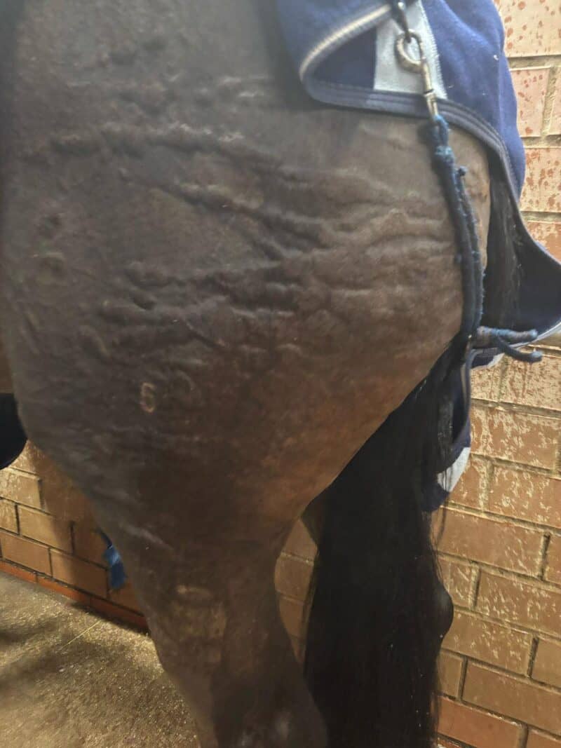 Bilder und Videos zeigen schockierende Zustände in einem deutschen Ausbildungsstall. © Facebook