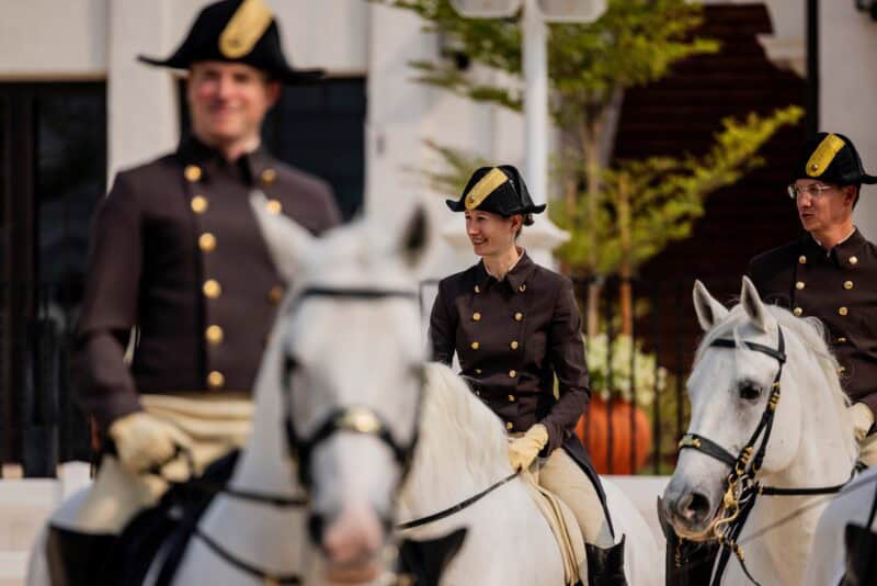 8 Lipizzaner reisten mit einem Team der Spanischen Hofreitschule nach Abu Dhabi zur Eröffnung der weltweit fünften Reitschule der hohen Kunst. © ADREA – Spanische Hofreitschule