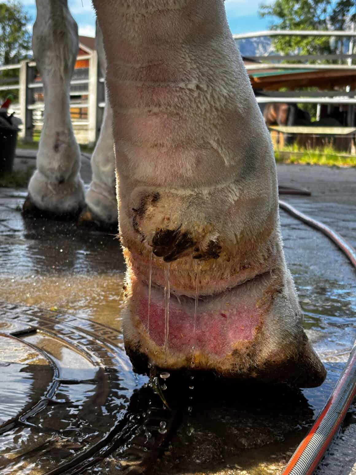 Pferdeklappe Reutte: Georgie Girl ist ein harter Fall. © OeTV