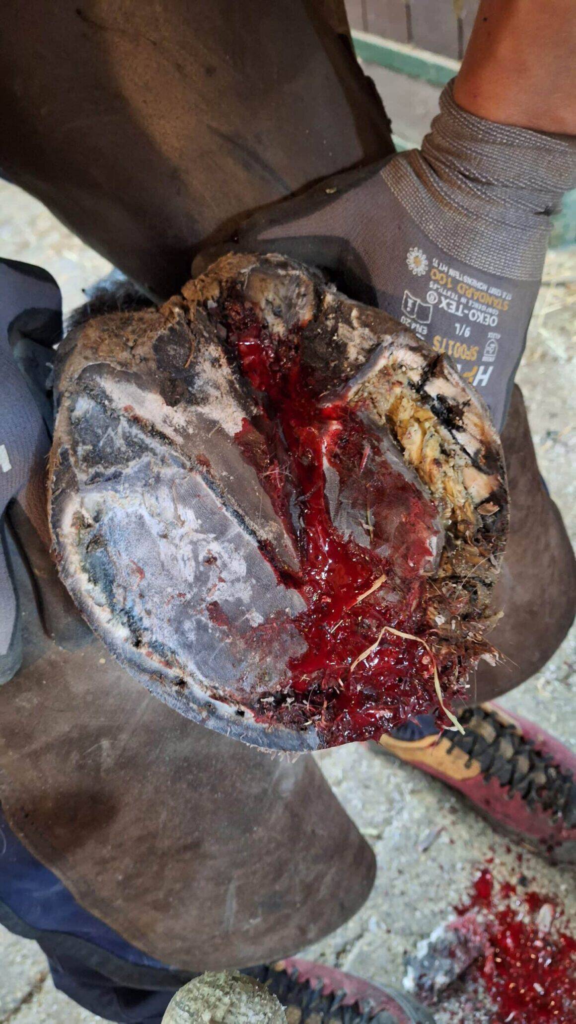 Hufkrebs ist oft nichts für schwache Nerven. Das betroffene Gewebe blutet schnell und stark. © OeTV