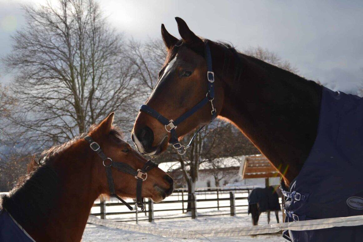 Die Pferdeklappe in Reute kann sich dank großzügiger Spenden um jeden einzelnen Fall kümmern. © OeTV
