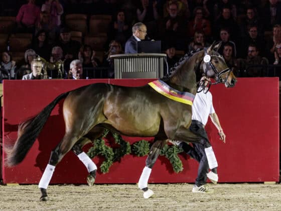 Der Trakehner-Siegerhengst 2025: Eichengold v. Kentucky-Hofrat aus der Zucht von Daniel de Charleroy (BEL) wechselte über die Auktion zum Spitzenpreis von 405.000 Euro zum Gestüt Sprehe nach Löningen (GER). © www.sportfotos-lafrentz.de/Stefan Lafrentz