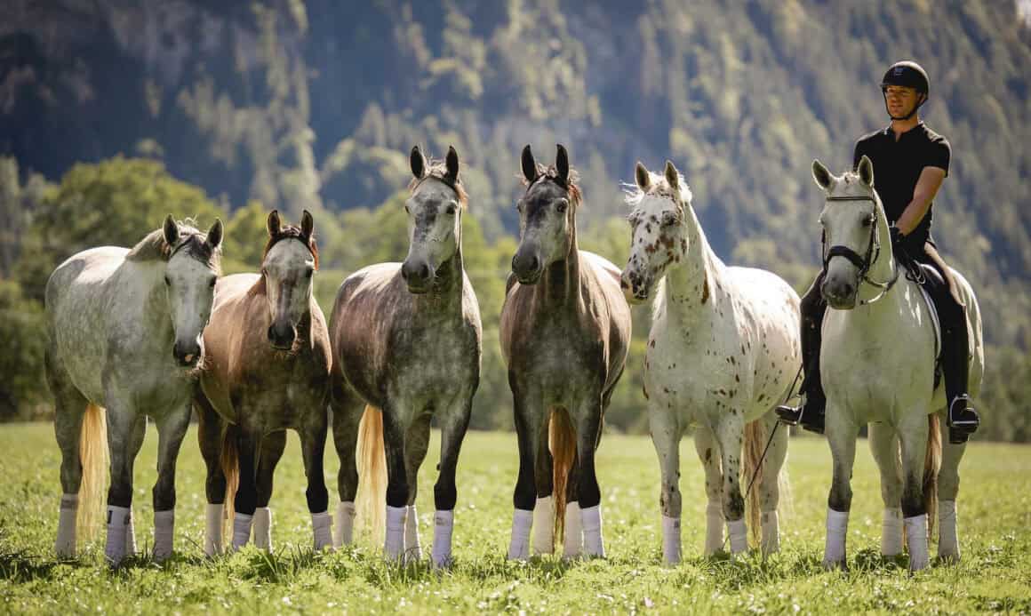 Will Rogers fasziniert mit seinen Schimmeln und der Dressur in den Bergen. ©️ Instagram: Will Rogers