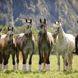 Will Rogers fasziniert mit seinen Schimmeln und der Dressur in den Bergen. ©️ Instagram: Will Rogers