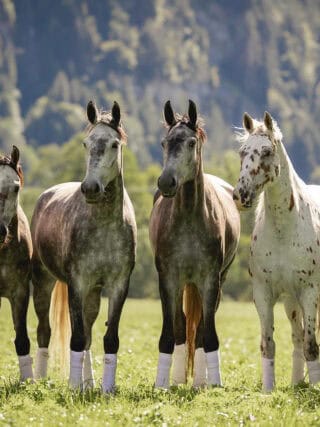 Will Rogers fasziniert mit seinen Schimmeln und der Dressur in den Bergen. ©️ Instagram: Will Rogers