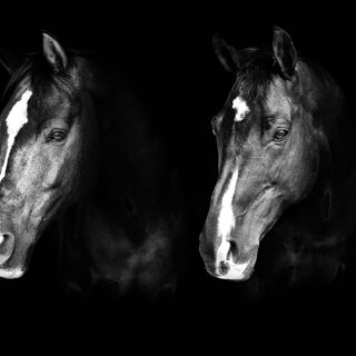 Valegro und Uthopia leben nicht mehr. Die beiden Olympiasieger mussten im Alter von 24 bzw. 23 Jahren erlöst werden. © FB: Carl Hester