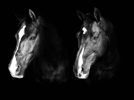 Valegro und Uthopia leben nicht mehr. Die beiden Olympiasieger mussten im Alter von 24 bzw. 23 Jahren erlöst werden. © FB: Carl Hester