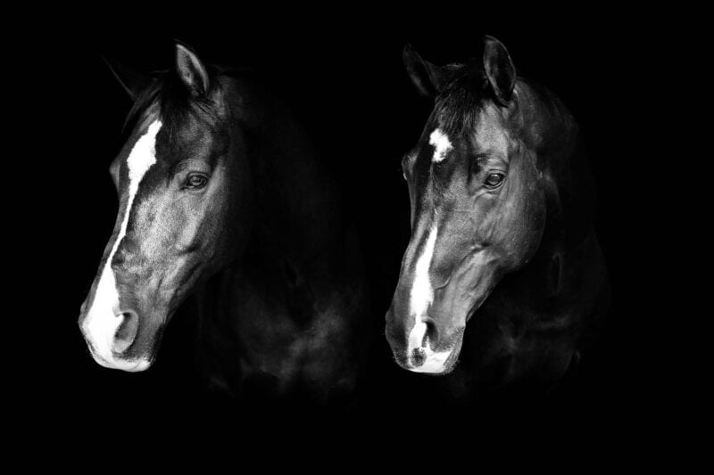 Valegro und Uthopia leben nicht mehr. Die beiden Olympiasieger mussten im Alter von 24 bzw. 23 Jahren erlöst werden. © FB: Carl Hester