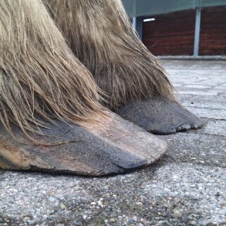 Verwahrloste Hufe sind bei der Pferdeklappe in Reute kein Novum. © OeTV