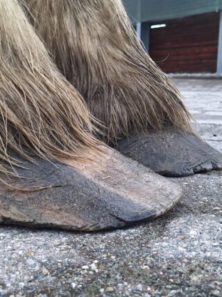 Verwahrloste Hufe sind bei der Pferdeklappe in Reute kein Novum. © OeTV