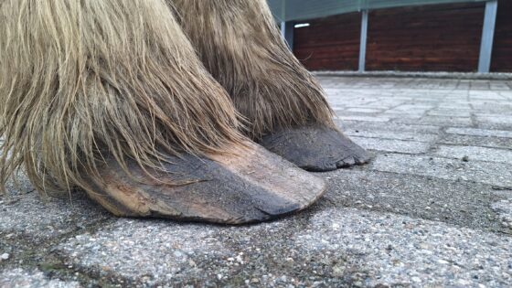 Verwahrloste Hufe sind bei der Pferdeklappe in Reute kein Novum. © OeTV