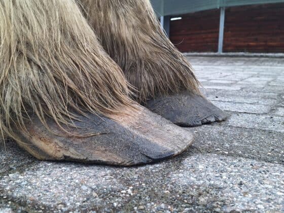 Verwahrloste Hufe sind bei der Pferdeklappe in Reute kein Novum. © OeTV