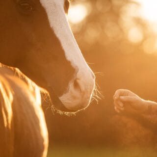 Weil die Nähe zählt! Im September 2026 findet wieder die Aktionswoche "Vielfalt Pferd" statt! © Thomas Hartig