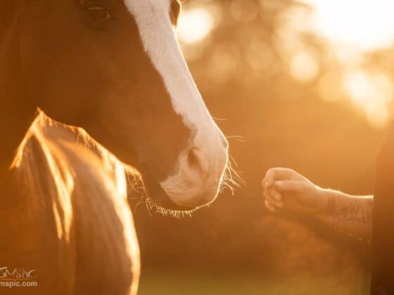 Weil die Nähe zählt! Im September 2026 findet wieder die Aktionswoche "Vielfalt Pferd" statt! © Thomas Hartig