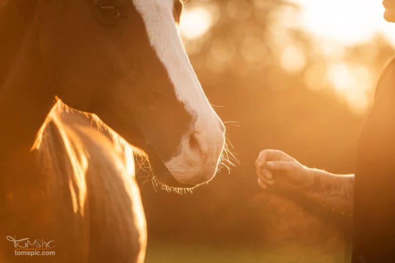 Weil die Nähe zählt! Im September 2026 findet wieder die Aktionswoche "Vielfalt Pferd" statt! © Thomas Hartig
