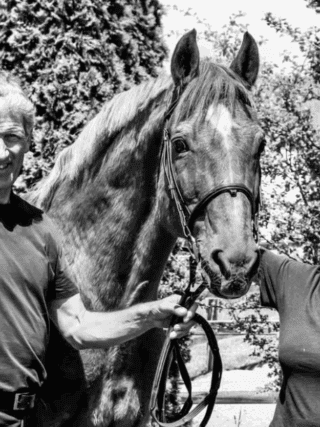 Springsport-Legende Goldfever ist im Alter von 35 Jahren verstorben. © FB: Beerbaum Stables